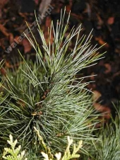 Pinus cembra '' 